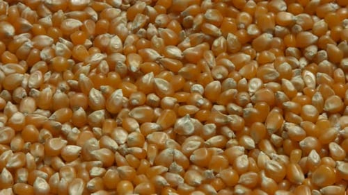 Grains de maïs disposés en 4 kg