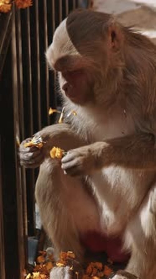 Un singe mange des fleurs jaunes de
