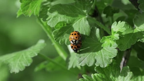 Two ladybugs crawl on green leaves together. Insect friendship, wildlife
