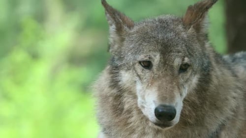 Wild Nature Close Up of a Majestic Gray Wolf in the Forest