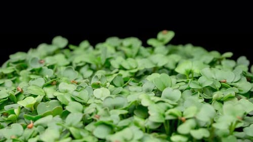 Close Up of Fresh Green Seedlings Growing