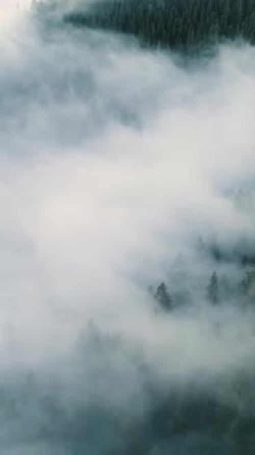 Vertical Screen Aerial Drone Footage Over Dense European Forest in Foggy Weather