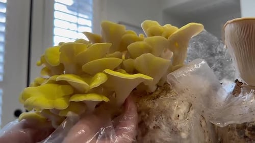 Hand Harvesting Golden Oyster Mushrooms; Vibrant Yellow.