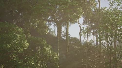 Dense Green Forest A Lush Jungle Filled With Towering Trees