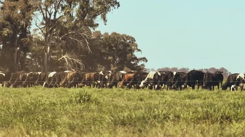 Kühe fressen Gras auf Ackerland.