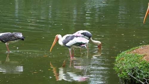 Two painted storks, (mycteria leucocephala) foraging in shallow waters, close up shot.