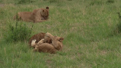 African Lion (Panthera leo) cubs playing with each other, Mother is lying in background. Lock shot,