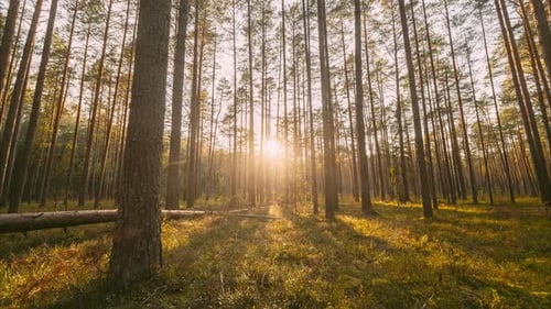 Europe Forest Time Lapse Timelapse Beautiful Sunset Sun Sunshine In Sunny Autumn Coniferous Forest