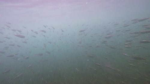 giant school of fish tropical reef, shot in the Caribbean Sea, Blue underwater shot I
A big school