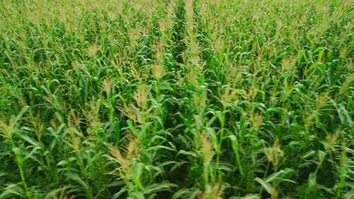 Lush Green Cornfield Swaying Gently in the Wind