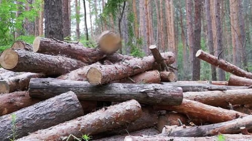 Gefällte Baumstämme, die auf Baumstämme im Wald fallen