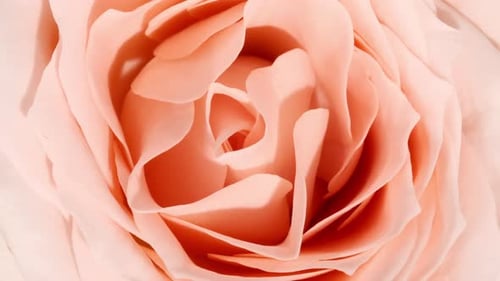 Schöne sich öffnende rosa Rose auf weißem Hintergrund Blütenblätter blühender rosa Rosenblüte, offene Nahaufnahme