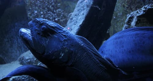 Close-Up of Wolf Eel Resting Underwater
