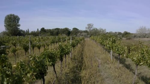 Drone footage of grape vines