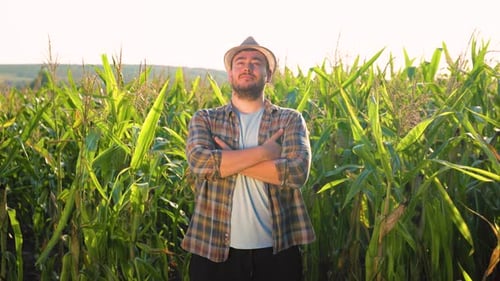 Man Standing in Cornfield on Sunny Day