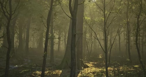 Mysterious Forest Bathed in Golden Light During Early Morning Hours