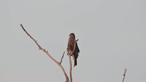 Majestic Bird of Prey Perched on Bare Branch