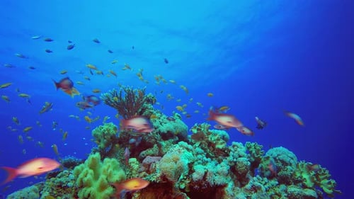 Underwater Fish and Coral Garden