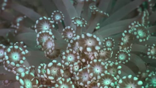 Group of flower corals moving in strong ocean current on coral reef