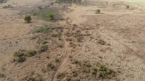 aerial of single track off green forest area