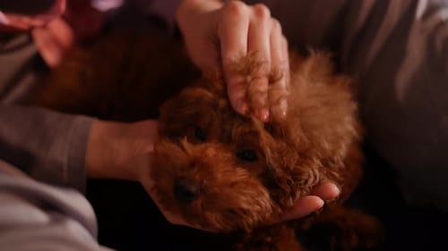Brown Puppy Being Pet by Person Indoors