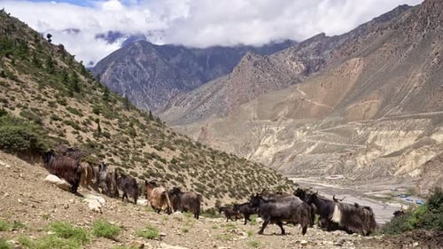 Ziegenherde überquert einen abfallenden Berghang mit Himalaya-Hintergrund