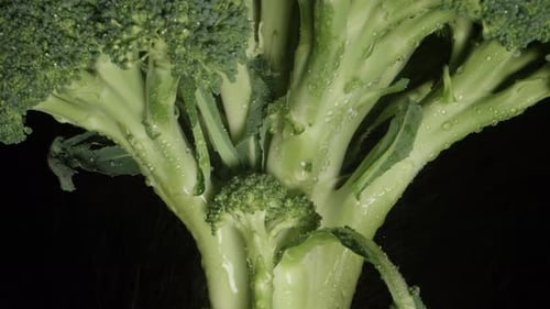 un buisson de brocoli tourne sur un fond noir et de l'eau coule dessus Ralenti. Vue du dessous. Cl