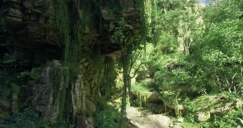 Lush Green Forest Pathway Surrounded By Rocks and Foliage in Bright Sunlight