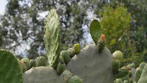 Foto a mano de perlas espinosas o nopales en un jardín botánico de Ecuador.