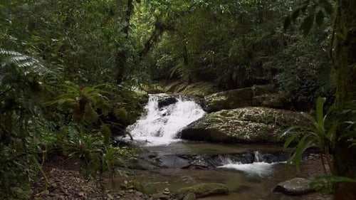 Jungle covered in vegetation, water cascades down shallow stream. Handheld