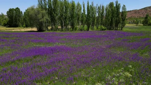 Purple Flower Field