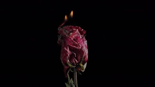 Burning Red Rose in Dark, Dramatic Flames