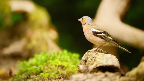 Pinzón común de Eurasia en Frisia, Países Bajos, perfil, cuerpo completo de pájaro azul anaranjado en