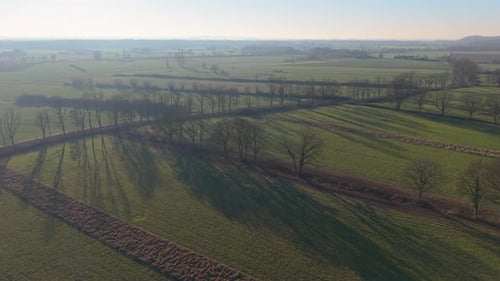 Aerial view of green rural fields divided by rows of leafless trees casting long shadows under clear