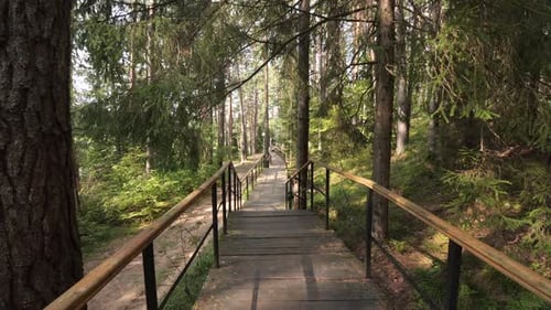 Wooden Footbridge Leading Through Lush Green Forest