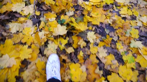Point of View to Male Foot Stepping on Fallen Maple Leaves Legs of Young Man in Sneakers Going on