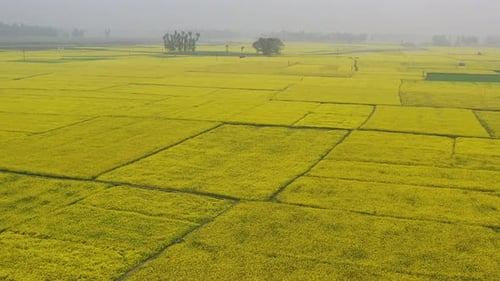 Aerial view of yellow crop fields, Bangladesh.