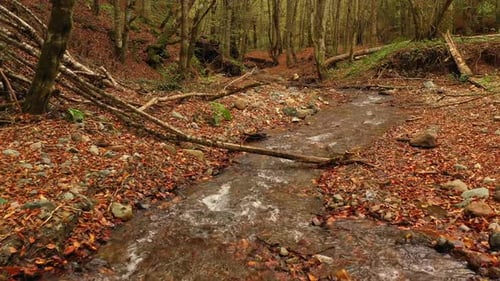 Stream Flowing Among Autumn Leaves