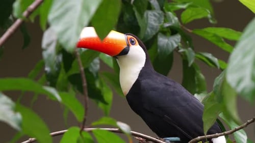 Exotic wildlife species, toco toucan (ramphastos toco) with massive beak, perched on tree branch, sp