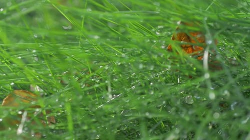Fresh Green Grass with Water Droplets and Leaves