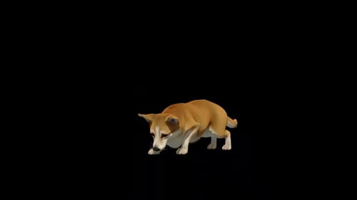 Corgi Dog Sniff Loop