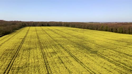 Aerial drone footage of a large farmers field in the spring time showing rows of yellow Rapeseed