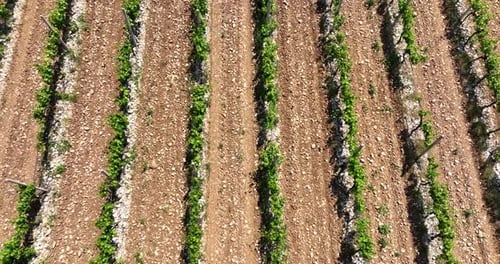 In einem Weinberg wachsen Reihen von Weinreben. Der Boden ist steinig und trocken. Die Pflanzen haben grüne Blätter.