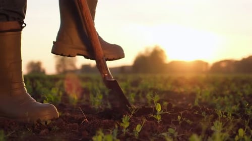 Hombre granjero a pie cavando tierra, pala con botas de goma, campo, trigo, puesta de sol, agricultura