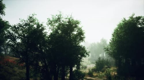 A Misty Forest with Dense Foliage