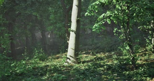 Lush Green Forest Scene with Sunlight Filtering Through the Trees