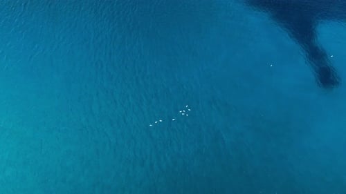 Drone flying towards seagulls as they float on the water in the Mediterranean Sea.