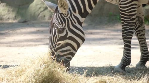 A Zebra Grazes on Green Grass in a Zoo Showcasing Its Stripes