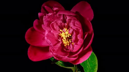Red Peony Open Flower in Time Lapse on a Black Background. Wedding Concept. Side View on Pink Flower