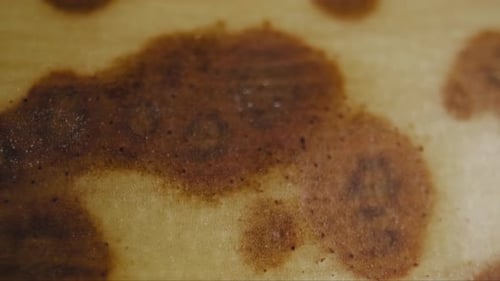 Défilé
Cinématographique sur la peau d'une banane mûre. L'objectif macro capture des détails complexes et des motifs abstraits